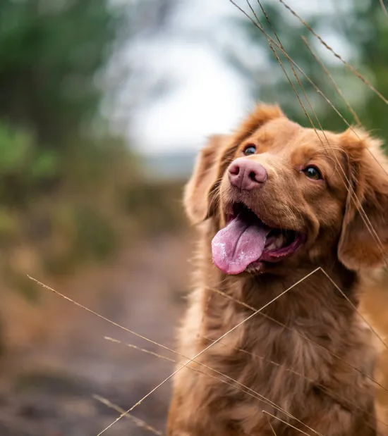Cane marrone felice con la lingua di fuori su sentiero nel bosco in autunno